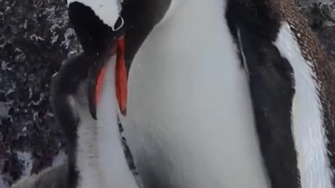 The wind is strong and the mother protects her chicks. Penguin babies are super cute