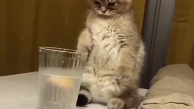 Funny Cat WhatsApp Status Video