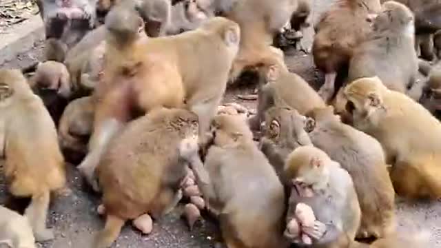 Monkey Zoo Monkeys come together for their food