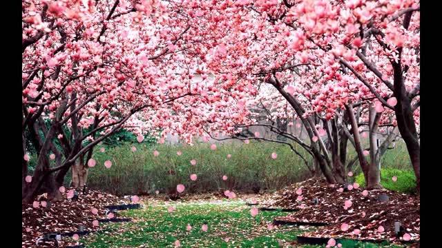 peach blossom tree petals falling dynamic led video background