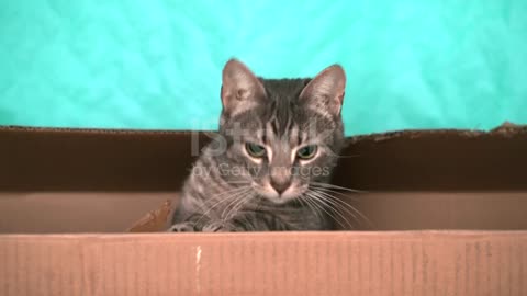 cat looking out of cardboard box