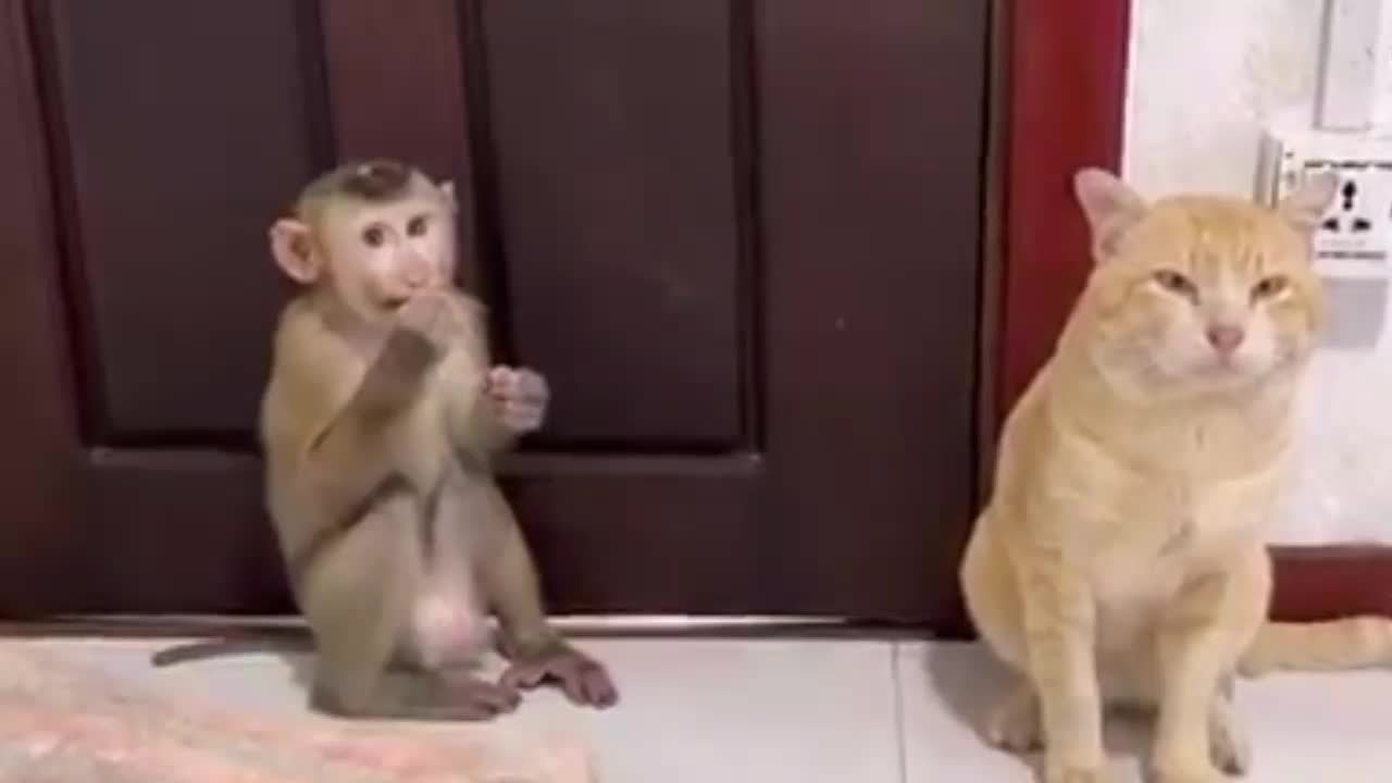 Cat and funny monkey videos 🐒 funny monkey videos funny animals video