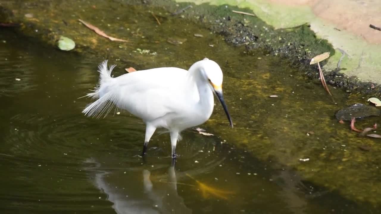 The Bird Walking in the Water