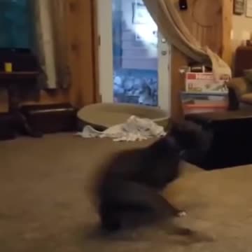 dog make fun. #short. short.