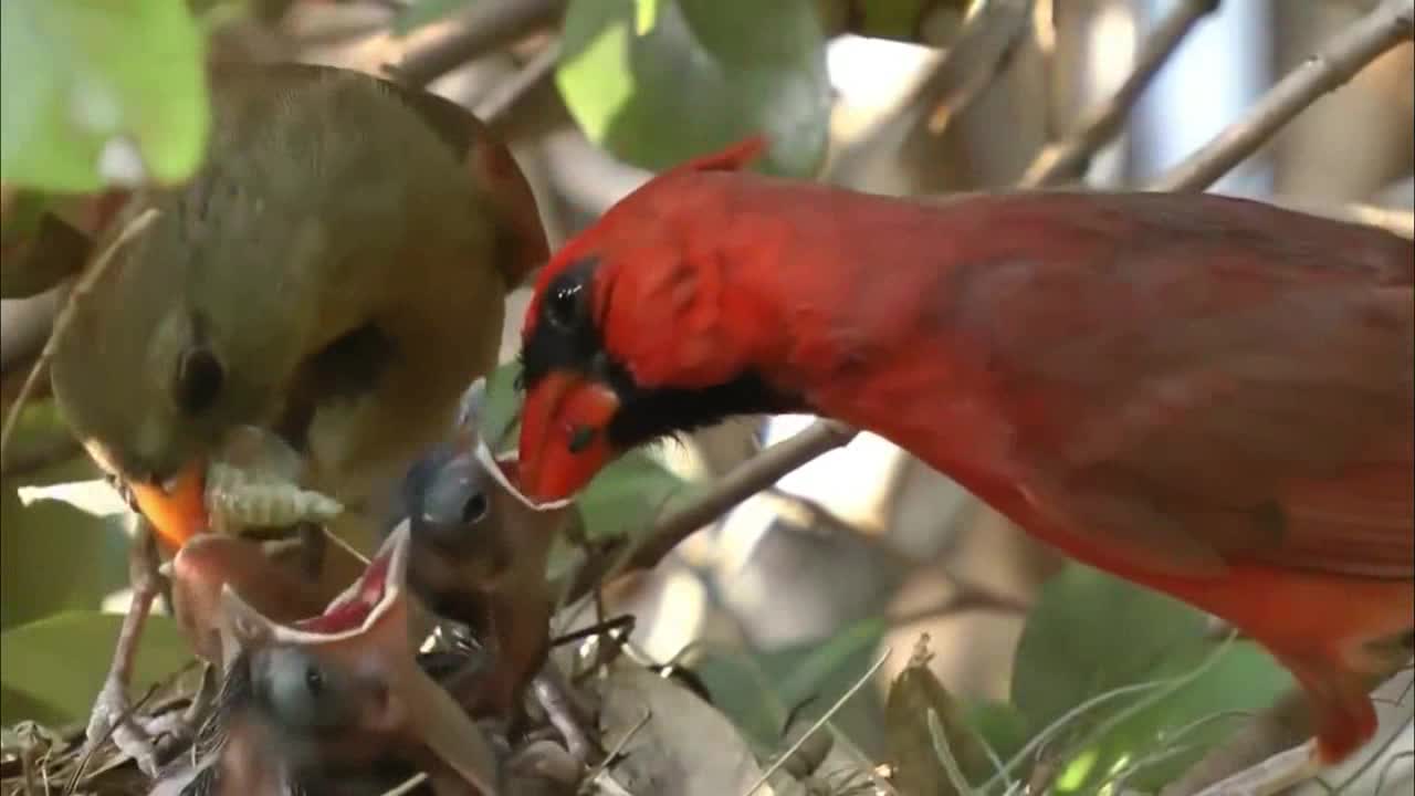 The Mother And Father yearning in The Birds in Another way