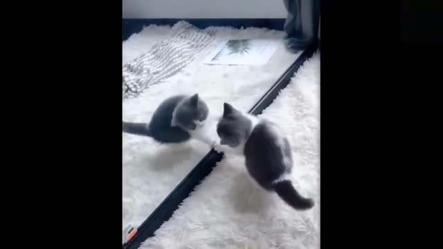 Funny animals [] Try not to laugh compilation 54