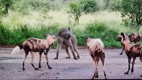 One monkey vs Wild dogs fight