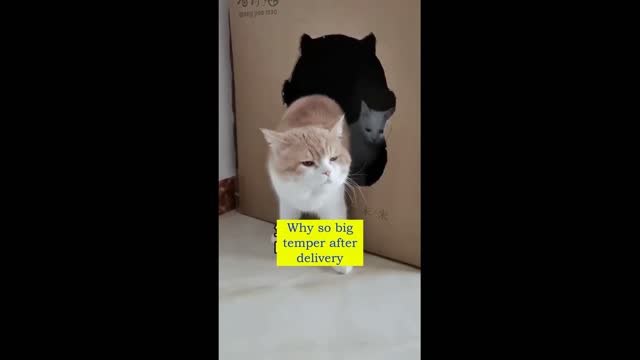 Making noise between couple of cat