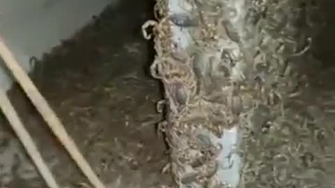 Scorpion Infestation