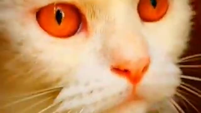 The Funniest Cat Videos on the Internet 🤣🐱