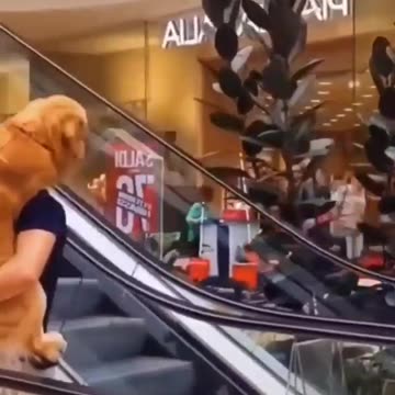 Carry me dog is happy