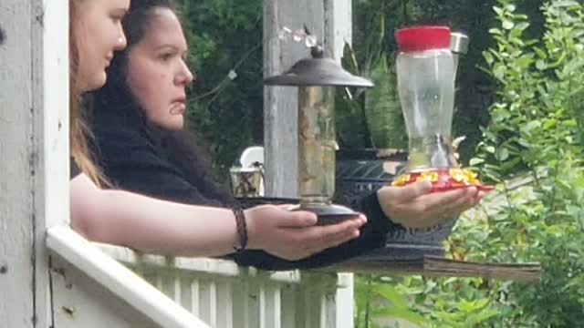 Hummingbirds trusting humans