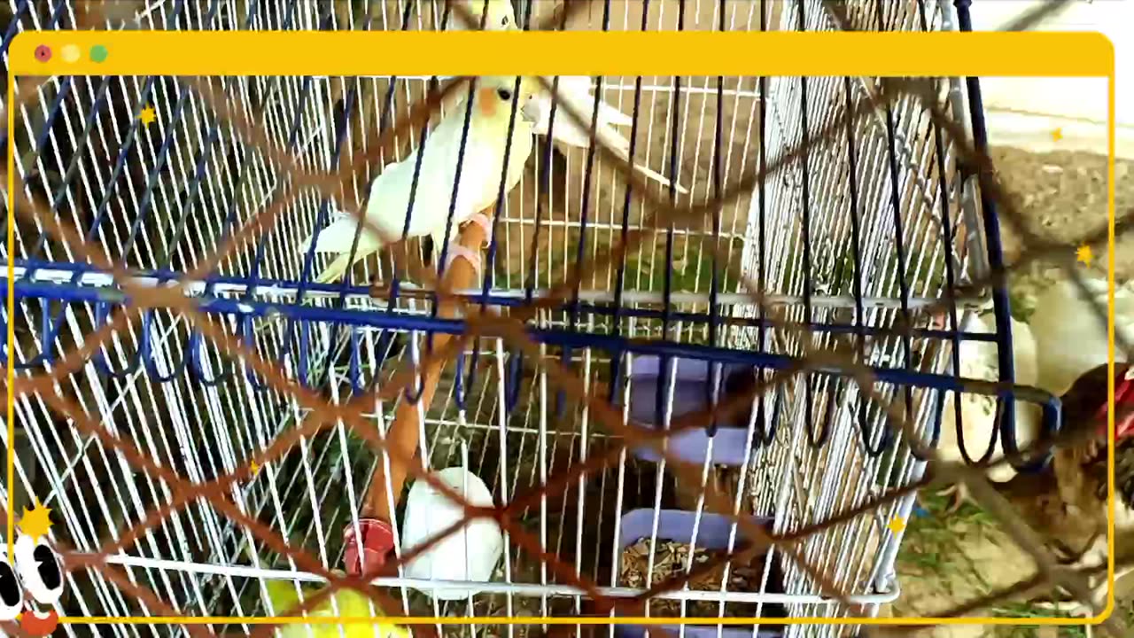 My pets videos