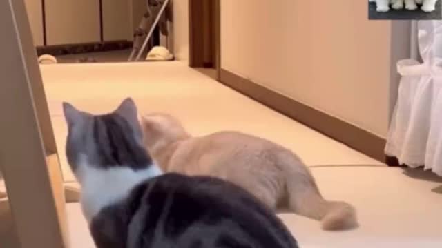 Cute and Funny Cat Videos Compilation 5