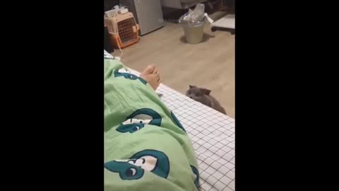 Cat playing games with humans