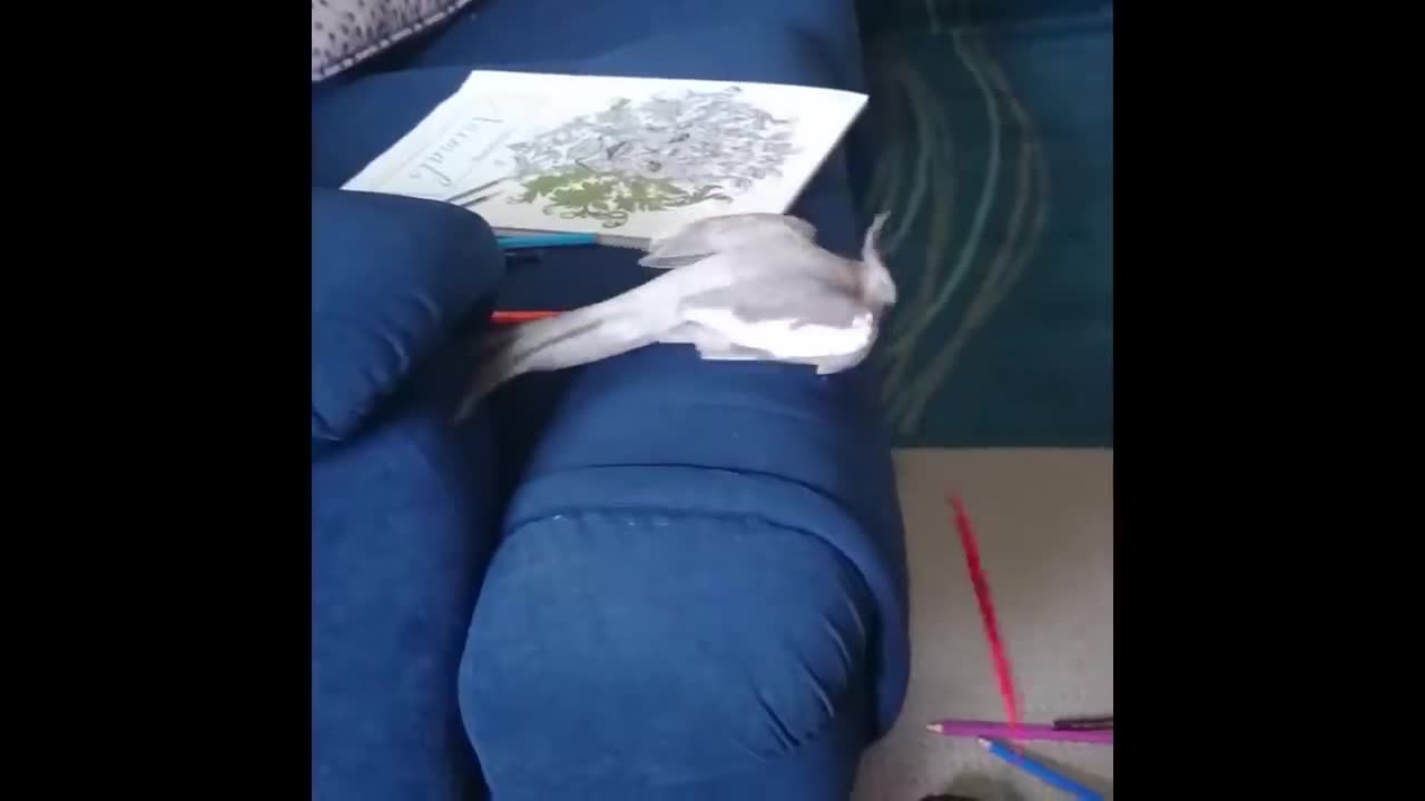 He throw.