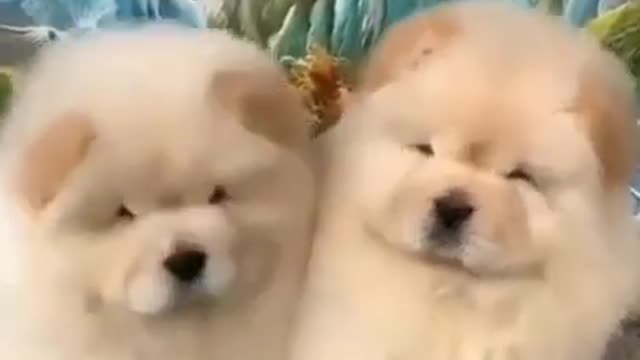 Cute Cats And Dogs Funny Moments Shearning With Yoy