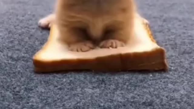 🤣funny animal video😅 - 2021 try not to laugh