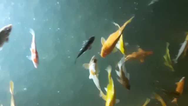 There are many colourful fishes in the pond.