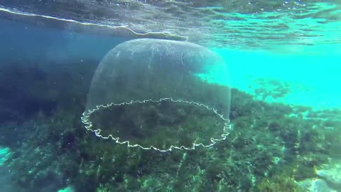 cast net falling under water amazing