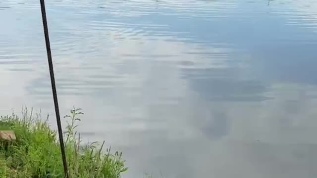 reflection in water