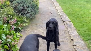 Patient Doggos Wait to Be Called by Name