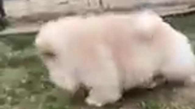 you love dog