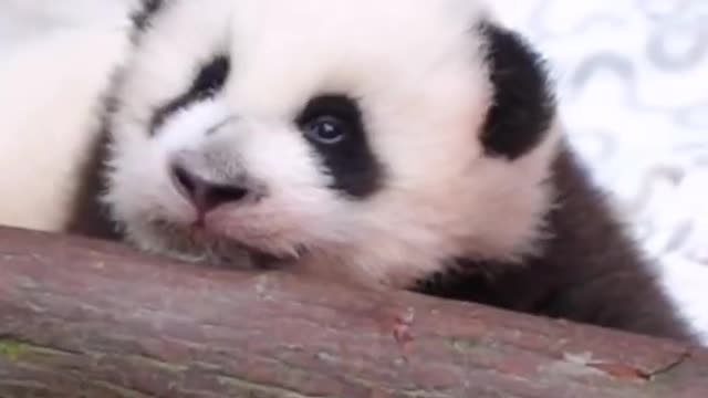 Super Funny Panda (Part 1)