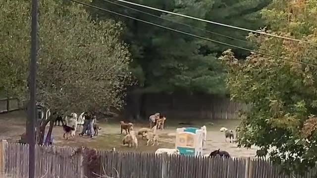 Pov: there's a doggie daycare next to your corporate america job