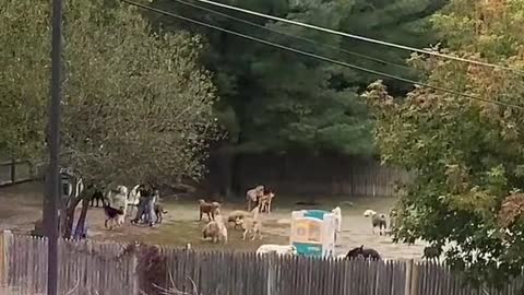 Pov: there's a doggie daycare next to your corporate america job