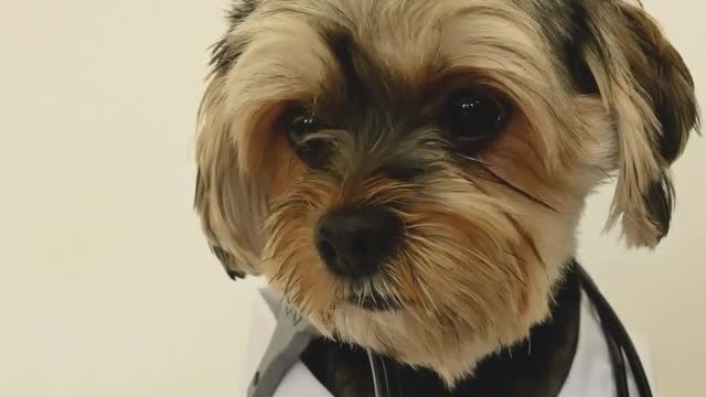 funny cute puppies