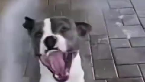 Baby Dogs - Cute and Funny Dog