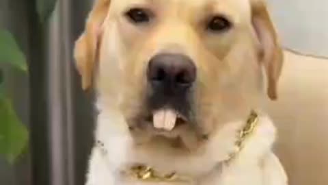 Funny Animals Videos2022 🤣😻-Funniest Cats And Dogs Videos