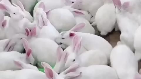 Cute rabbit video