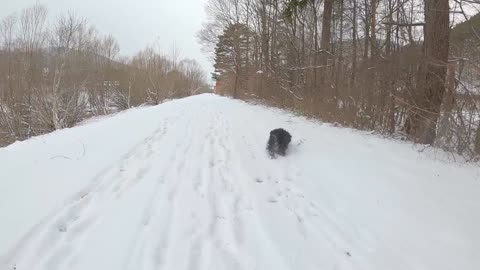 Happy Snow Dog