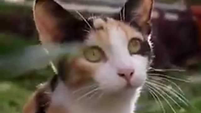 Cats - Baby cats - funny and fluffy (79) / Gatos - Filhotes - engraçados e fofos (79) #shorts