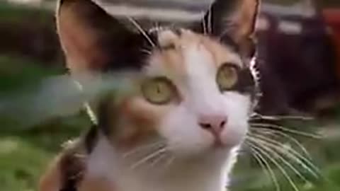 Cats - Baby cats - funny and fluffy (79) / Gatos - Filhotes - engraçados e fofos (79) #shorts