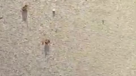 Florida: Dead bees around the 5_G antenna disguised as a palm tree