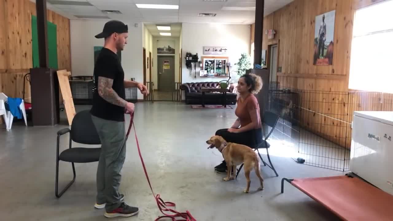 Leash reactive dog training-Dog reactivity training