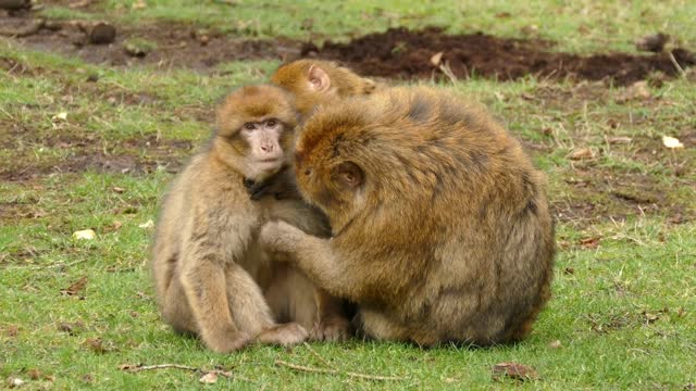 Funny monkey. Have a lot of love.