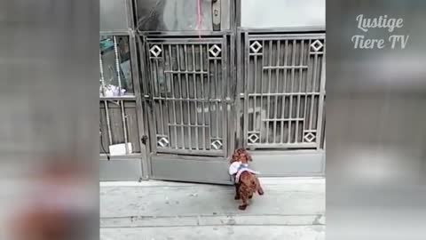 Cats and thier durable act