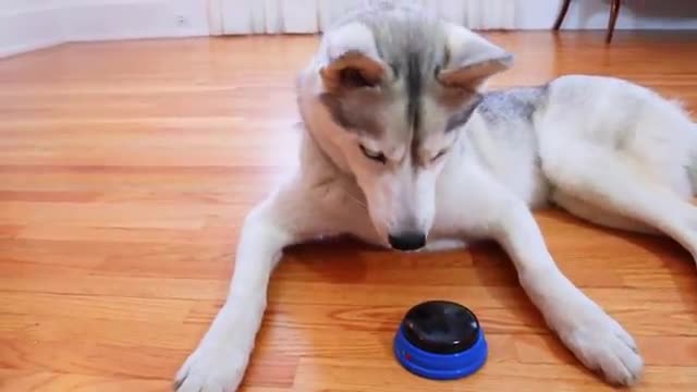 Dog Tries Talking Buttons and Uses Them to SWEAR!