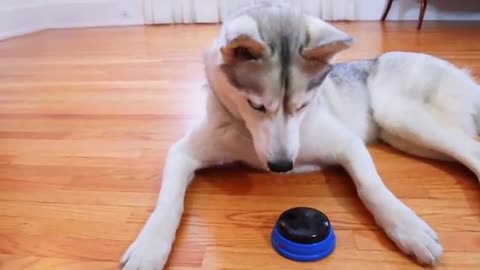 Dog Tries Talking Buttons and Uses Them to SWEAR!