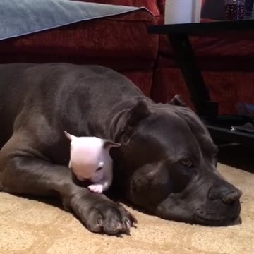 Video: Melting watch the big dog Bentley gently sheltered the little dog Yeti