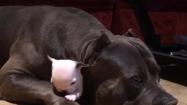 Video: Melting watch the big dog Bentley gently sheltered the little dog Yeti