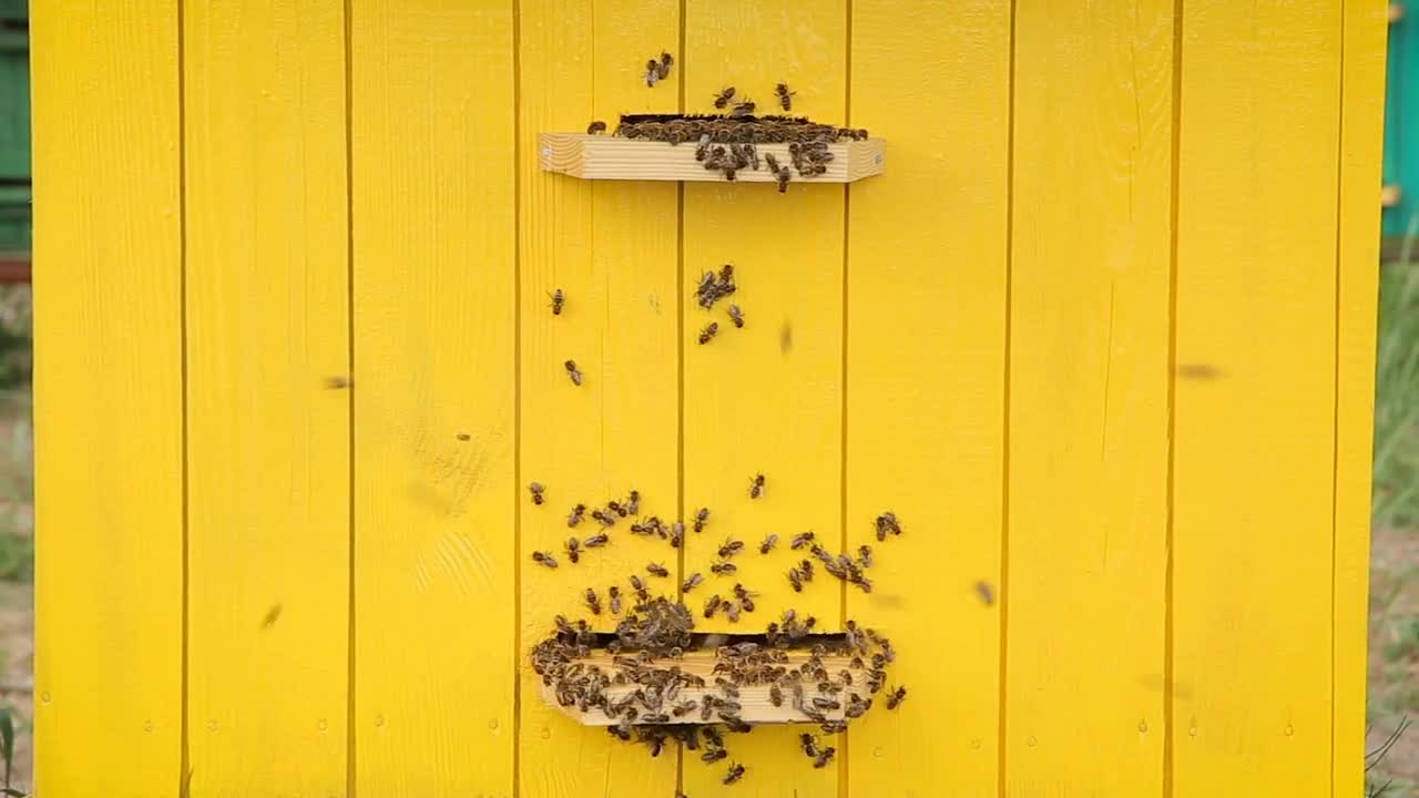 Honey bees at a beehive