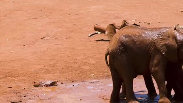 Elephants rush over to help youngster lover