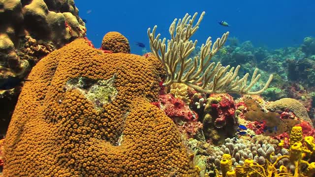 Coral Reef