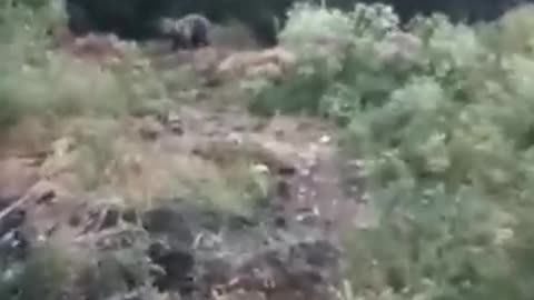 Bear eat and running