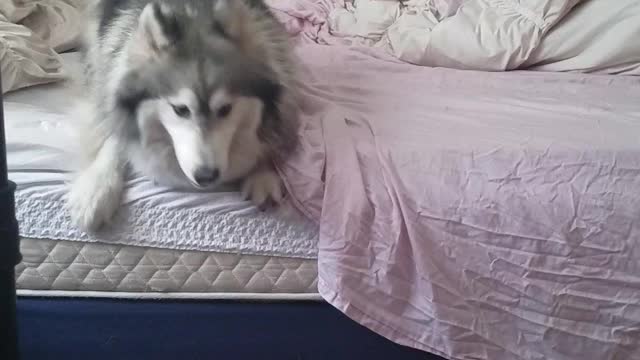 Epic Husky Tantrum